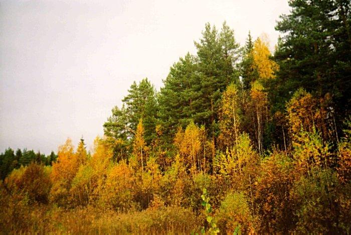 Осенний лес.