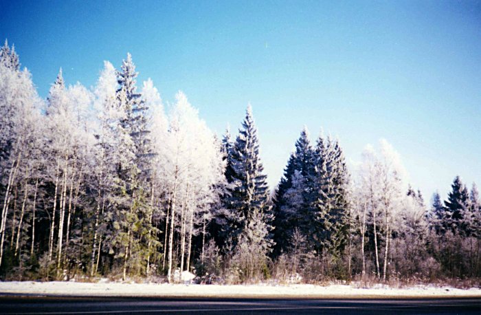 Зимний лес. Дорога на Север.
